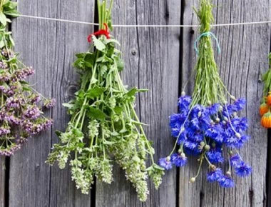 22 εκπληκτικά ελληνικά βότανα και οι ιδιότητές τους